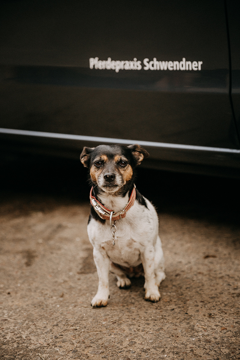 Praxishund Jule